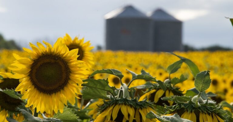 Cosecha récord de girasol en Argentina