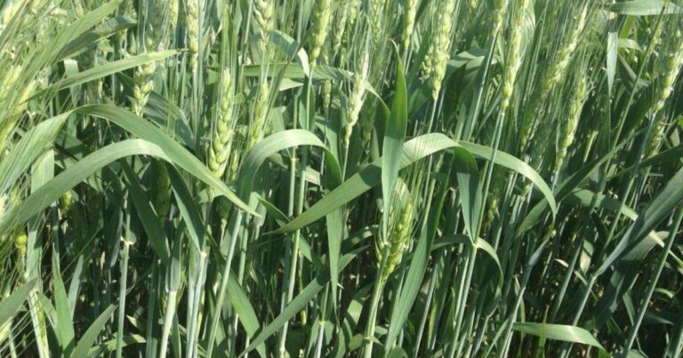 Promesas de buena humedad para la fina