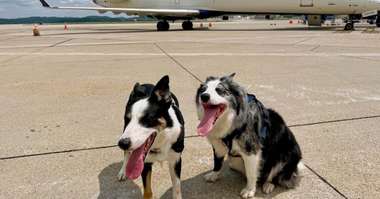 Hércules y Ned, los perros que tienen la misión de salvar vidas en un concurrido aeropuerto de EEUU