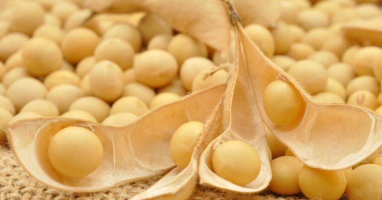 Pedido del campo por la soja y el maíz