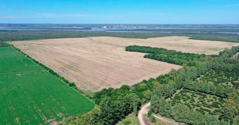 Escala el conflicto con Uruguay por la instalación de una planta de hidrógeno verde