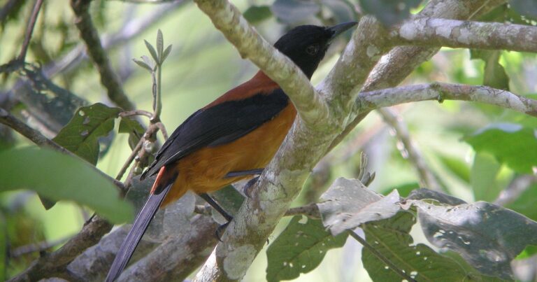 Su plumaje esconde un veneno letal: así es el ave más tóxica del mundo