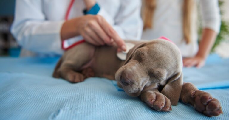 Eutanasia en perros y gatos: cómo acompañar a los animales