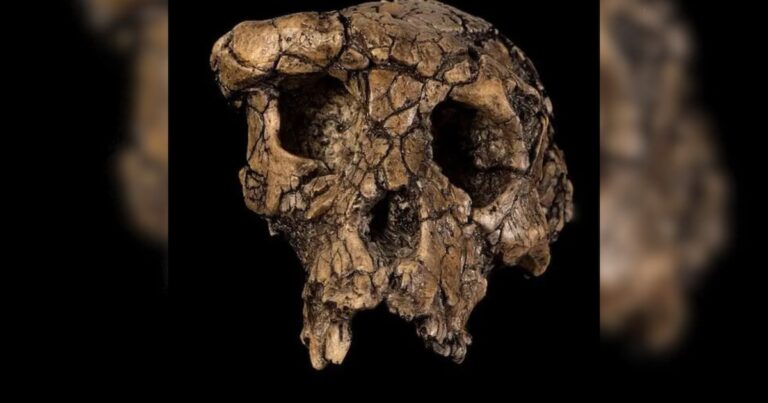El enigma de Toumaï: un cráneo antiguo que encendió una guerra en la paleontología