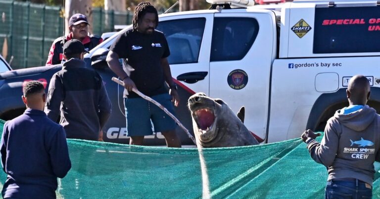 “¿Cómo llegaste hasta aquí?“: un elefante marino sorprendió al aparecer en un barrio de Sudáfrica