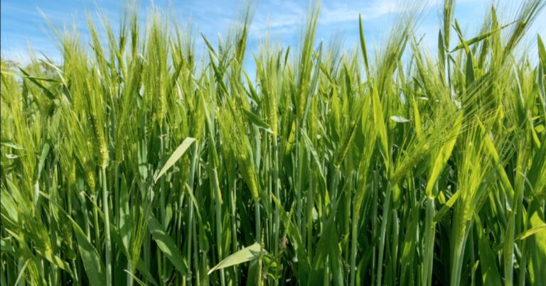 Verónica INTA: la cebada cervecera que transforma el campo y la malta